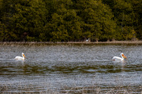 Pelicans Kangaroo Lake-2