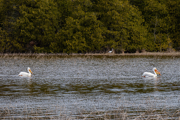Pelicans Kangaroo Lake-2