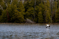 Pelicans Kangaroo Lake-4