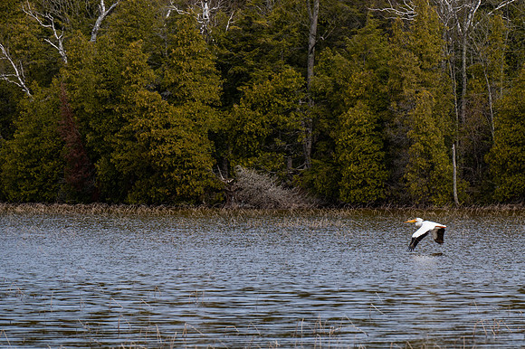 Pelicans Kangaroo Lake-4