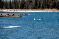 Rowleys Bay Swans-5