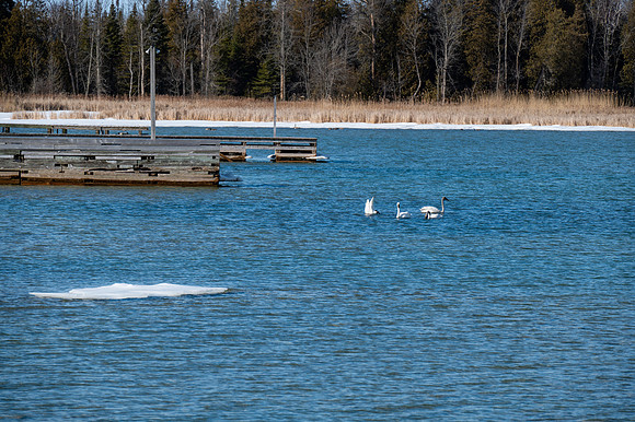 Rowleys Bay Swans-5