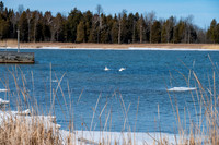 Rowleys Bay Swans-1