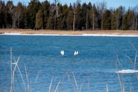 Rowleys Bay Swans-2