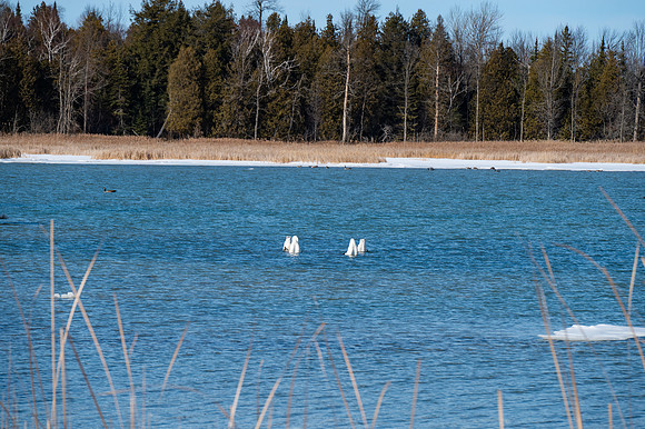 Rowleys Bay Swans-2