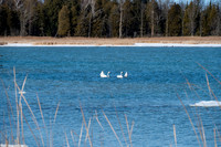 Rowleys Bay Swans-3