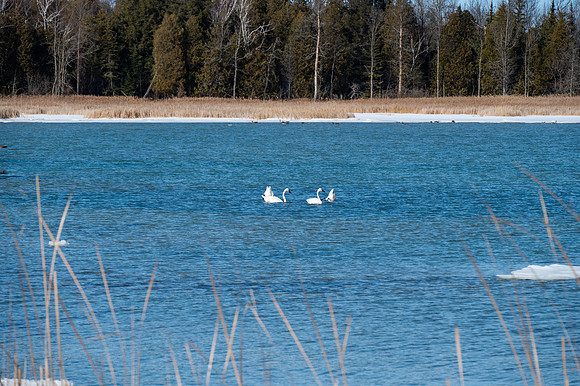 Rowleys Bay Swans-3