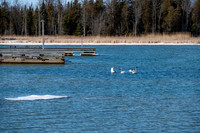 Rowleys Bay Swans-4