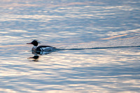 Merganser Pen Park-3