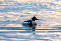 Mergansers