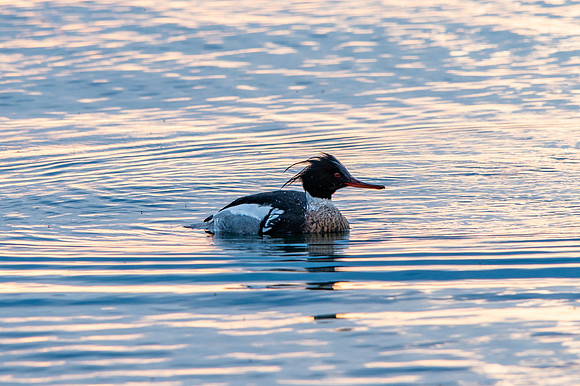 Merganser Pen Park-1