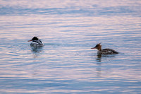 Merganser Pen Park-2