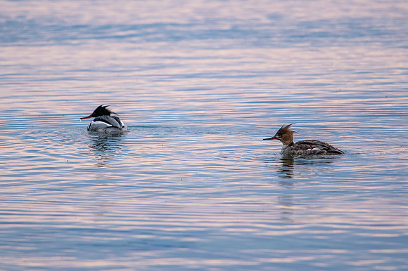 Merganser Pen Park-2