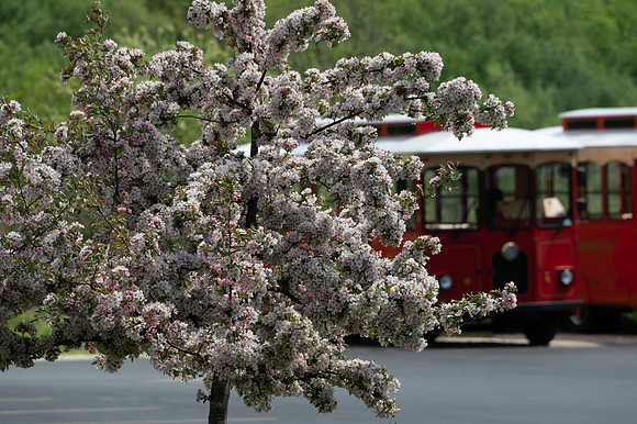 EggTrollyB-72