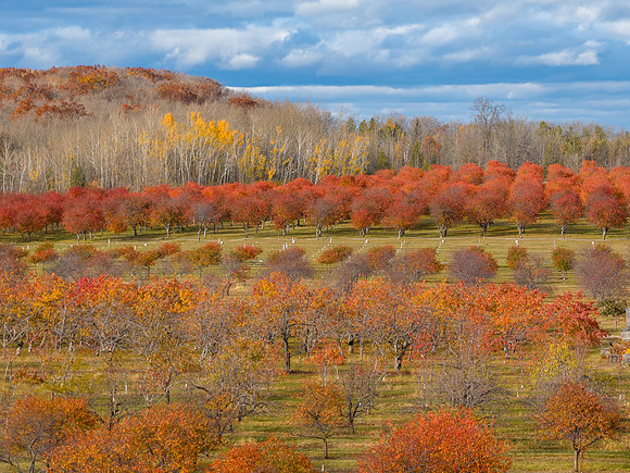 Red Leaves-151-HDR
