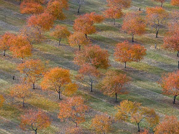 Red Leaves-186-HDR