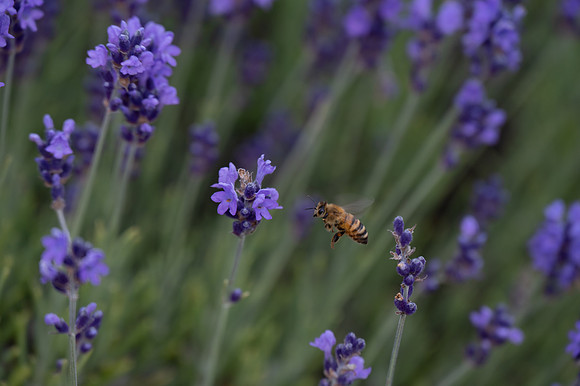 Fragrant Isle Lavender Bloom-40