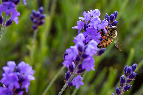 Fragrant Isle Lavender Bloom-19