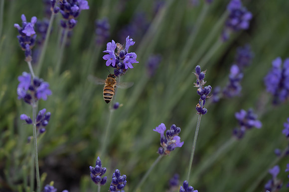 Fragrant Isle Lavender Bloom-41