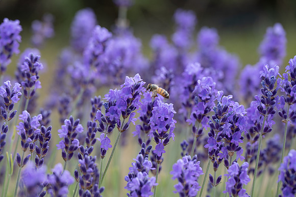 Fragrant Isle Lavender Bloom-42