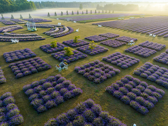 Fragrant Isle Lavender Bloom-46