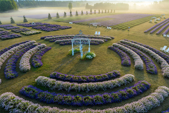 Fragrant Isle Lavender Bloom-44