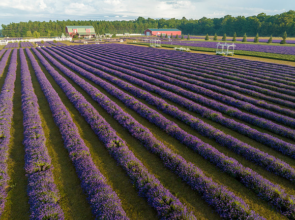 Fragrant Isle Lavender Bloom-51