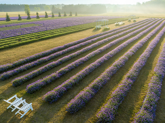 Fragrant Isle Lavender Bloom-53