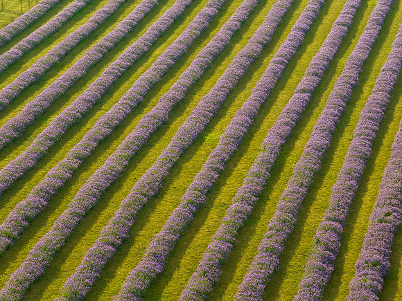 Fragrant Isle Lavender Bloom-61