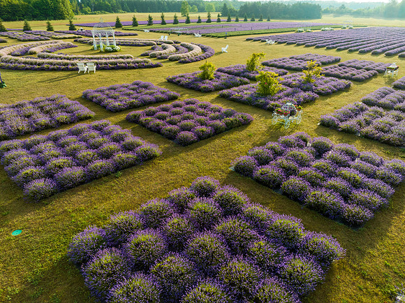 Fragrant Isle Lavender Bloom-59