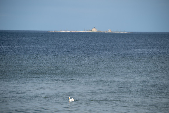 birds and lighthouses-137