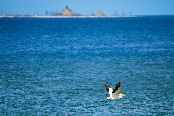 birds and lighthouses-143