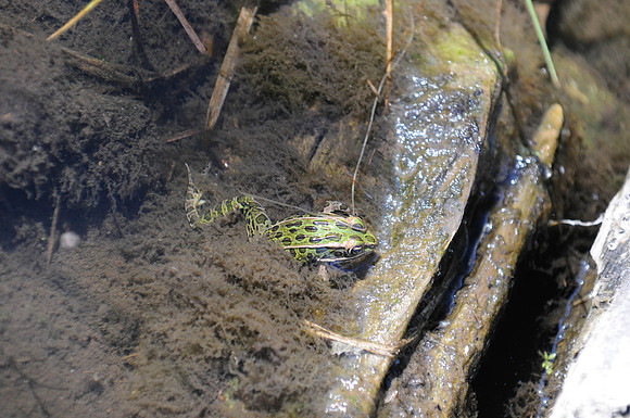 ThreeSprings22424
