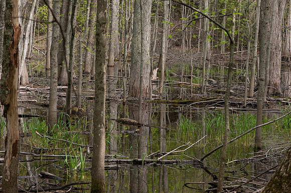 AndersonPond-16