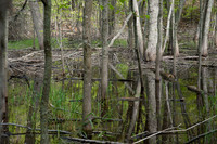 AndersonPond-71