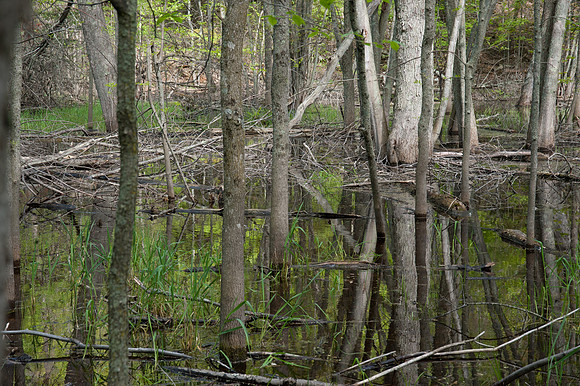 AndersonPond-71