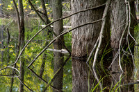 AndersonPond-126