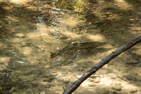 FallFish-18
