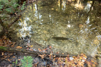 FallFish-59