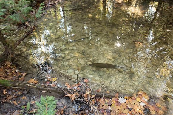 FallFish-59
