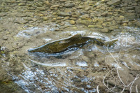 FallFish-104