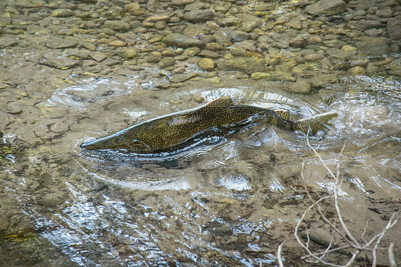 FallFish-104