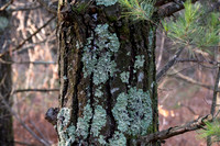 Three Springs-8