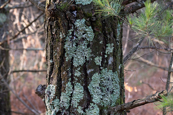 Three Springs-8