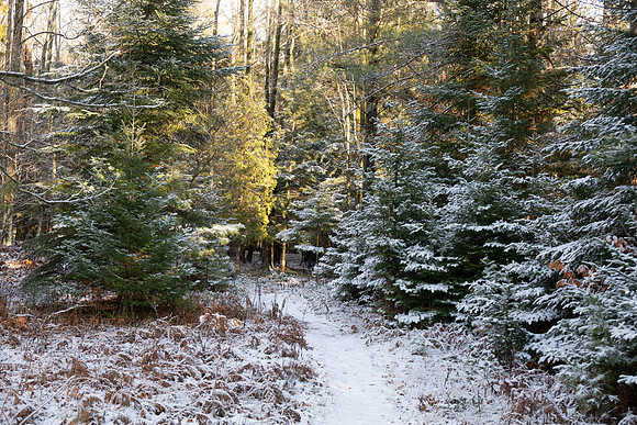 Ship Canal Preserve-4