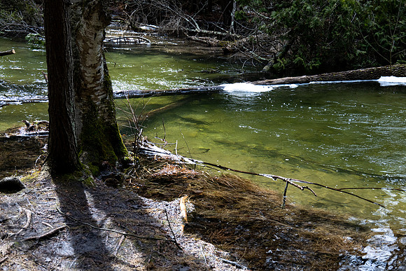 Heinz Creek Fish-70