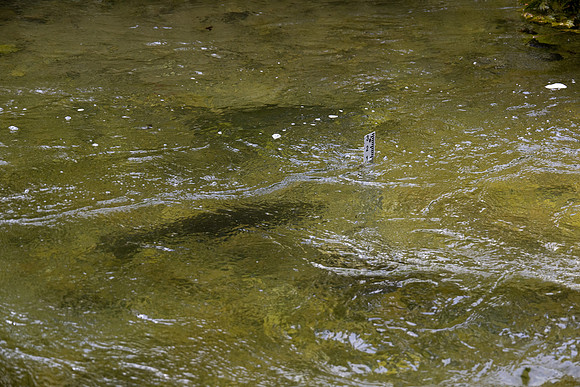 Heinz Creek Fish-152