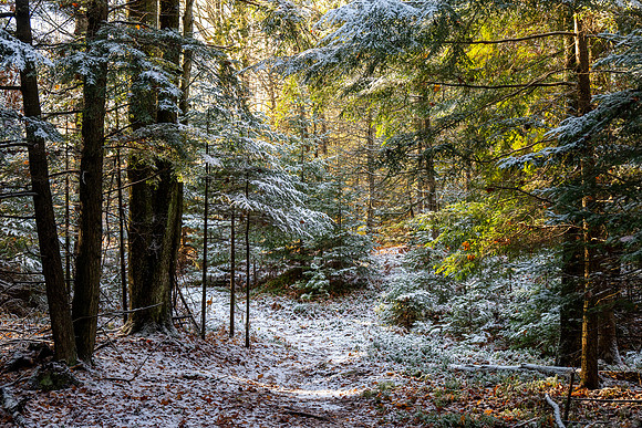 Ship Canal Preserve-24