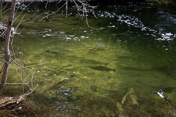 Heinz Creek Fish-274