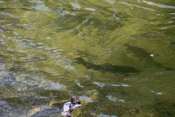 Heinz Creek Fish-262